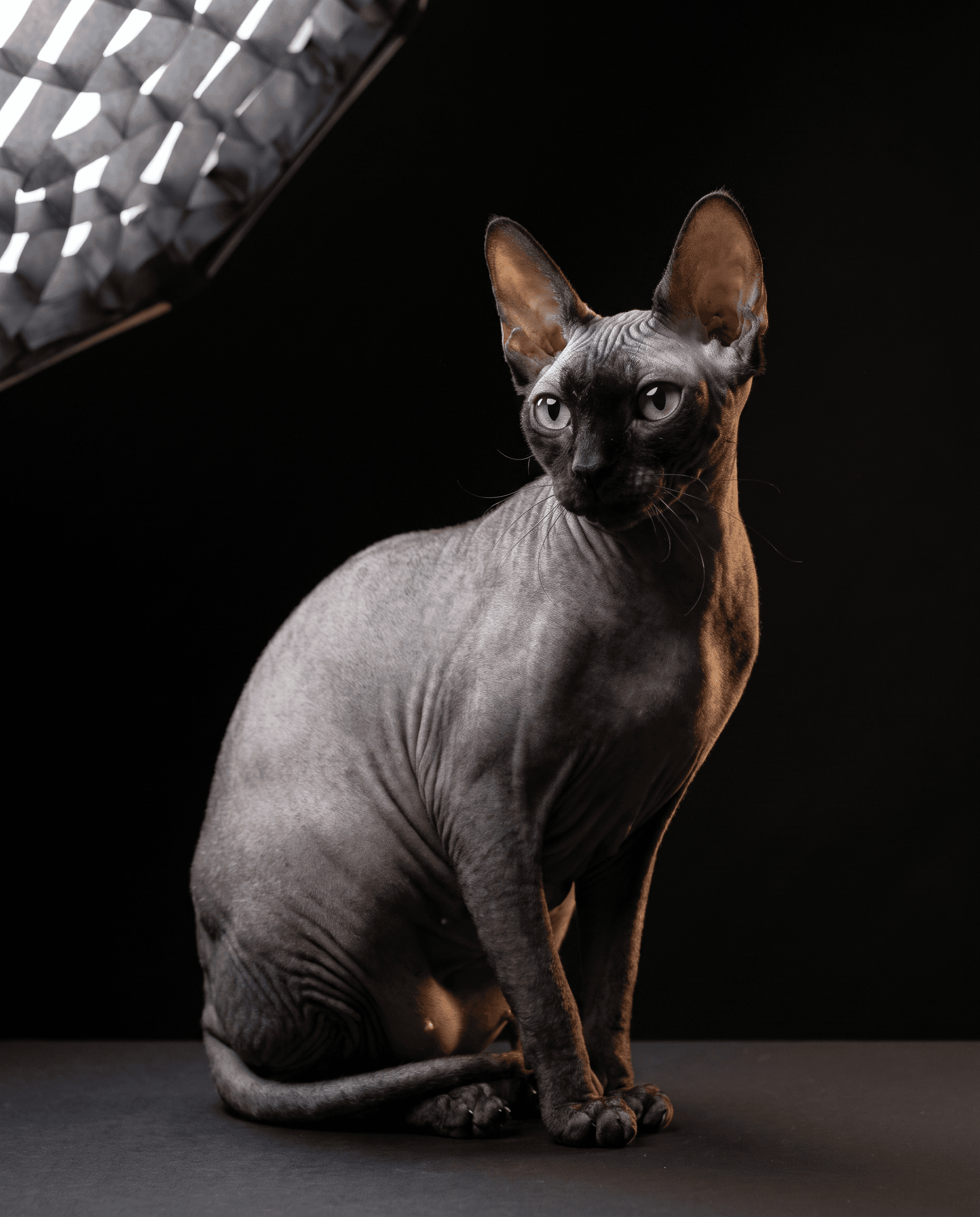 Damballah, a hairless cat